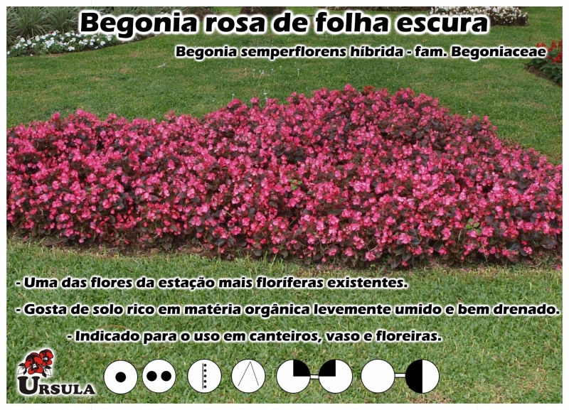 Úrsula - Gartencenter - Produtos - Plantas Anuais - Begonia - Begonia rosa  de folha escura