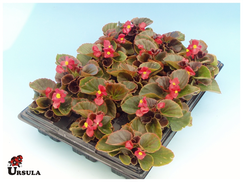 Úrsula - Gartencenter - Produtos - Plantas Anuais - Begonia - Begonia  vermelha de folha escura