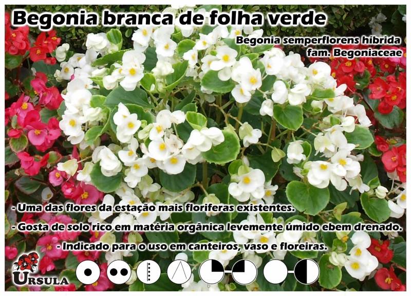 Úrsula - Gartencenter - Produtos - Plantas Anuais - Begonia - Begonia branca  de folha verde
