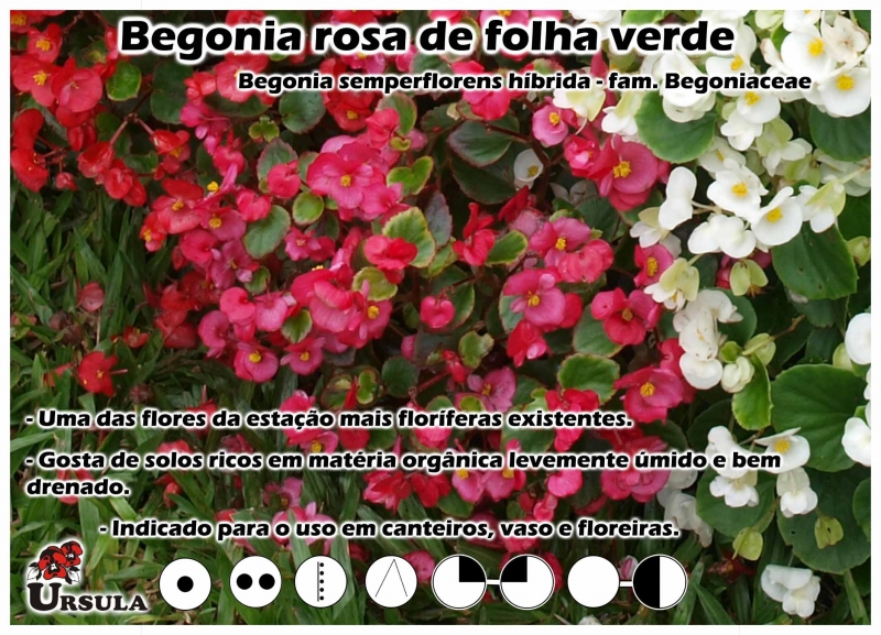 Úrsula - Gartencenter - Produtos - Plantas Anuais - Begonia - Begonia rosa  de folha verde