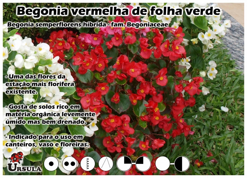 Úrsula - Atacado - Produtos - Plantas Anuais - Begonia - Begonia vermelha  de folha verde
