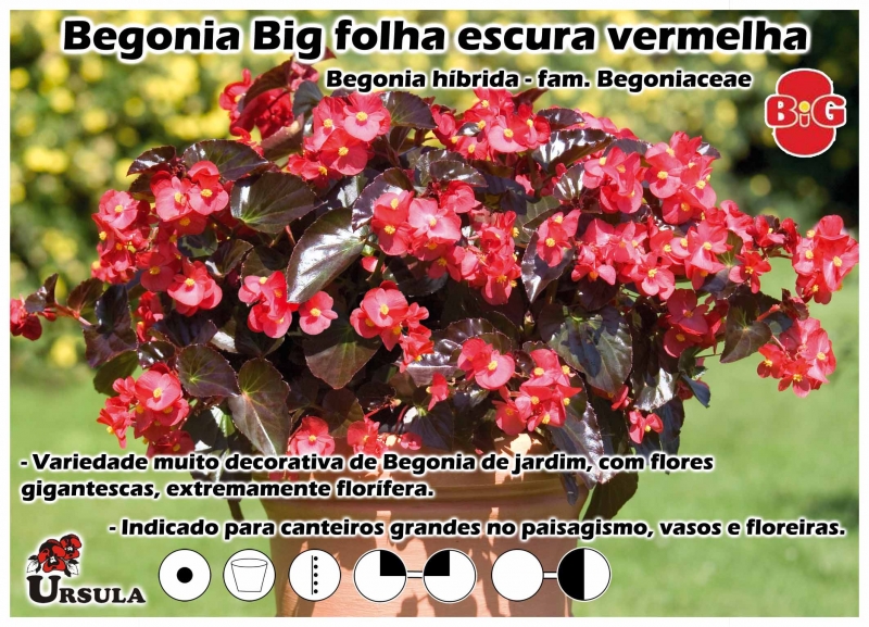 Úrsula - Atacado - Produtos - Plantas Anuais - Begonia - Begonia Big folha  escura vermelha