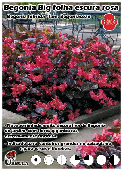 Úrsula - Atacado - Produtos - Plantas Anuais - Begonia - Begonia Big folha  escura rosa