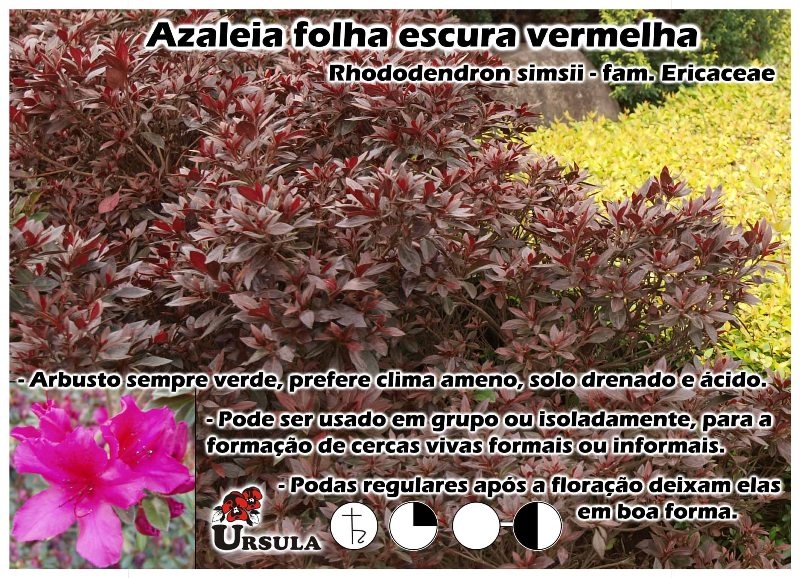 Úrsula - Gartencenter - Produtos - Arbustos - Azaleia - Azaleia folha  escura vermelha