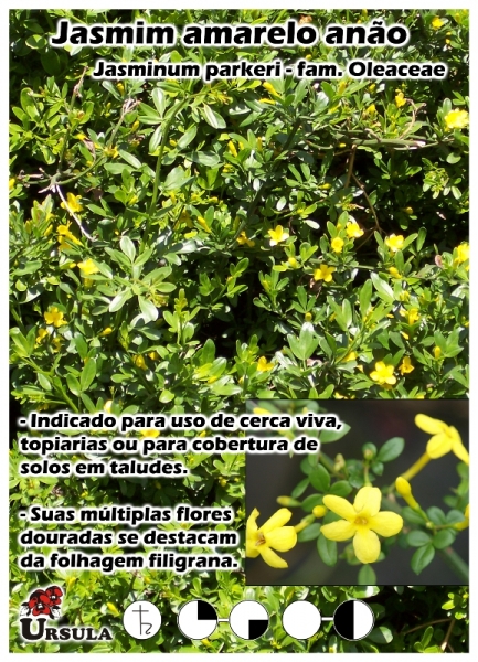 Úrsula - Gartencenter - Produtos - Arbustos - Jasmim amarelo - Jasmim  amarelo anão