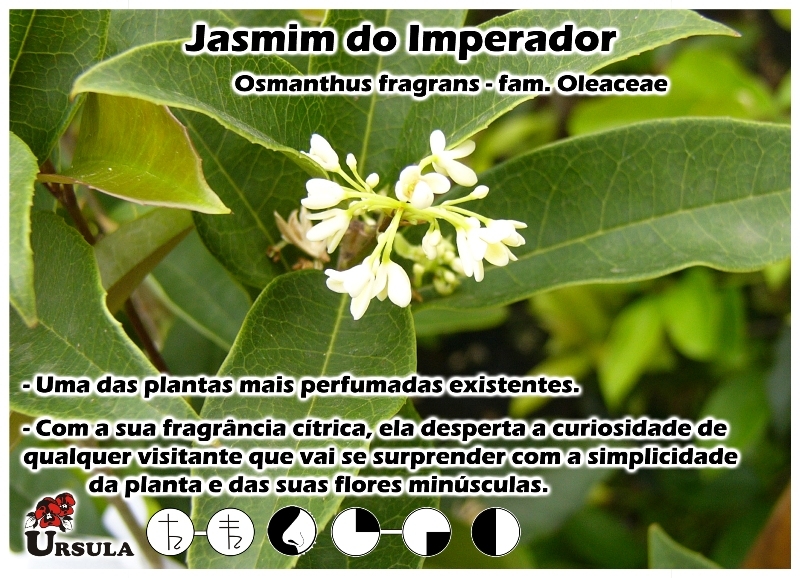 Úrsula - Gartencenter - Produtos - Arbustos - Osmanthus - Jasmim do  Imperador