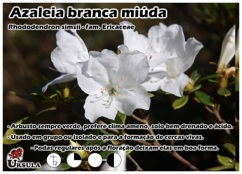 Úrsula - Gartencenter - Produtos - Arbustos - Azaleia - Azaleia branca miúda