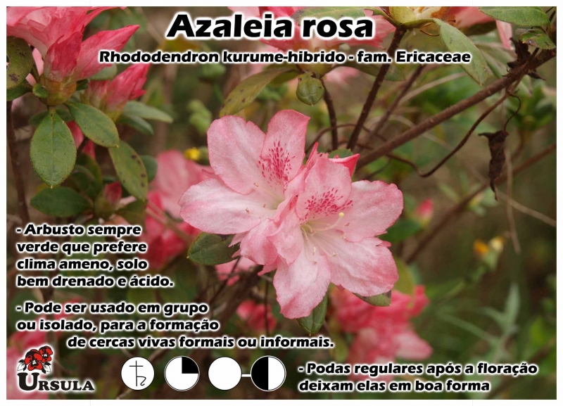 Úrsula - Gartencenter - Produtos - Arbustos - Azaleia - Azaleia rosa