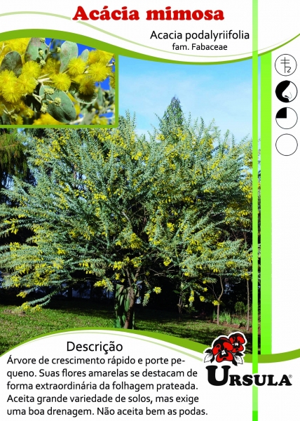 Úrsula - Gartencenter - Produtos - Árvores - Acacia - Acácia mimosa