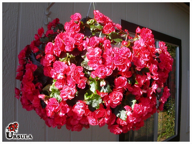 Úrsula - Gartencenter - Produtos - Flor em Vaso - Begonia Vaso - Begonia  flor