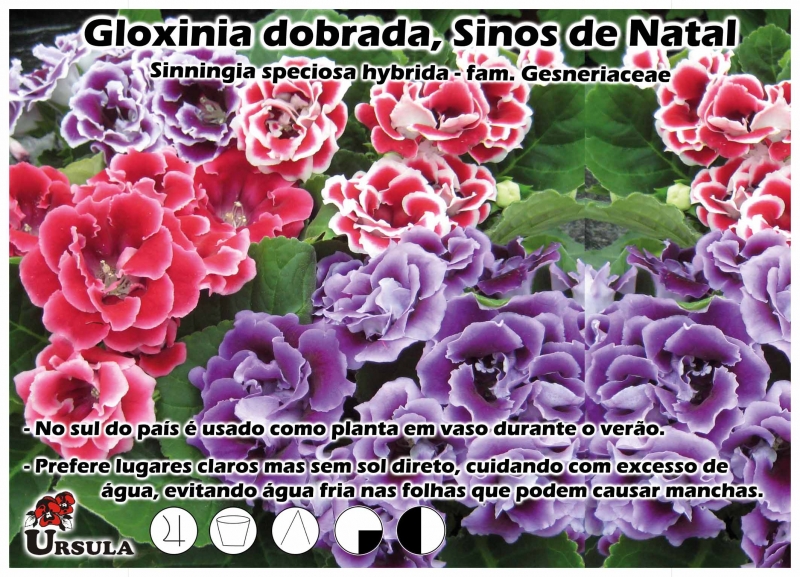 Úrsula - Gartencenter - Produtos - Flor em vaso - Gloxinia - Gloxinia  dobrada, Sinos de Natal
