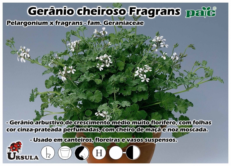 Úrsula - Gartencenter - Produtos - Plantas Perenes - Geranio - Gerânio  cheiroso Fragrans