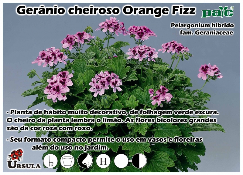 Úrsula - Gartencenter - Produtos - Plantas Perenes - Geranio - Gerânio  cheiroso Orange Fizz