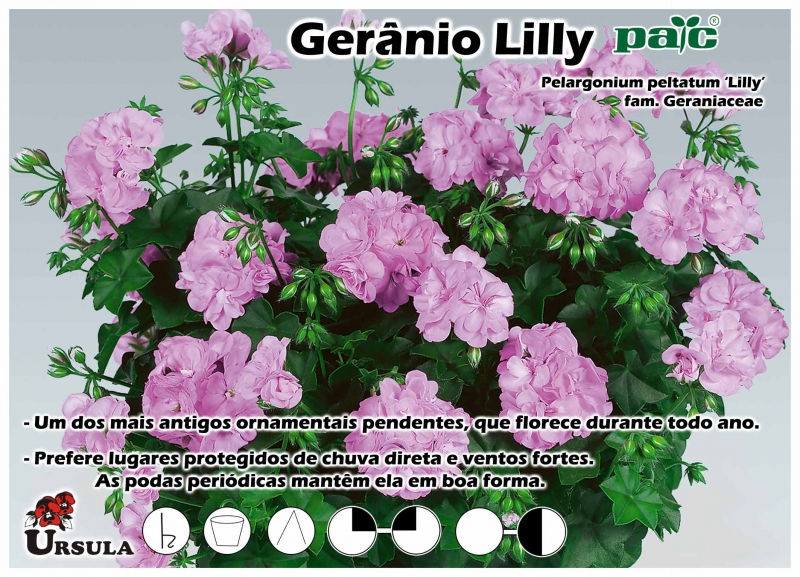 Úrsula - Gartencenter - Produtos - Plantas Perenes - Geranio - Gerânio Lilly