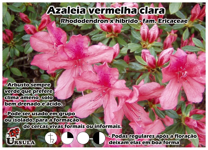 Úrsula - Gartencenter - Produtos - Arbustos - Azaleia - Azaleia vermelha  clara