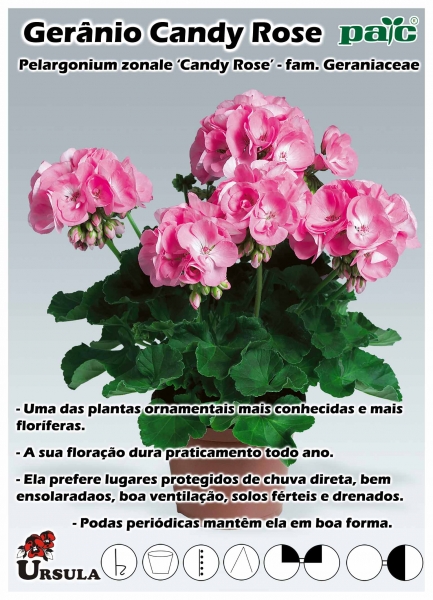 Úrsula - Gartencenter - Produtos - Plantas Perenes - Geranio - Gerânio  Candy Rose