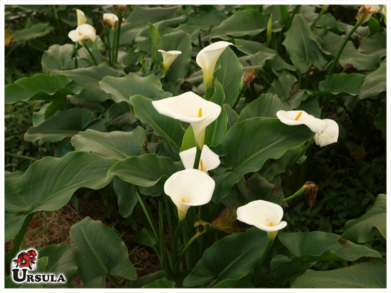 Úrsula - Gartencenter - Produtos - Plantas Perenes - Copo de Leite - Copo  de leite branco