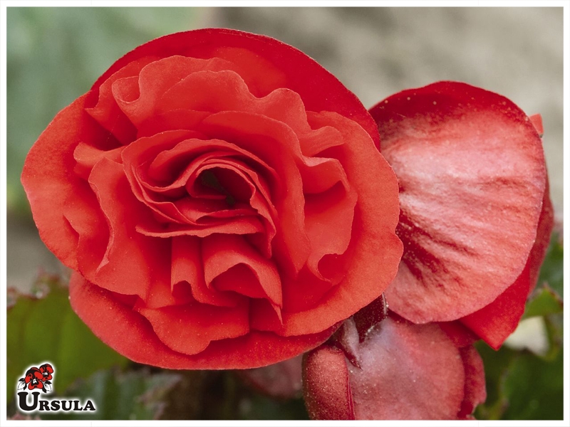 Úrsula - Gartencenter - Produtos - Flor em Vaso - Begonia Vaso - Begonia  dobrada Charisma sortida