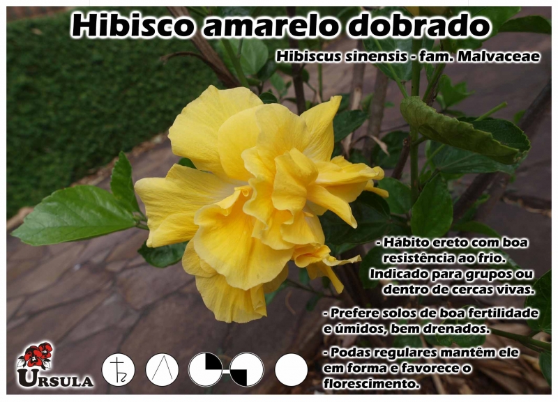 Úrsula - Gartencenter - Produtos - Arbustos - Hibisco - Hibisco amarelo  dobrado