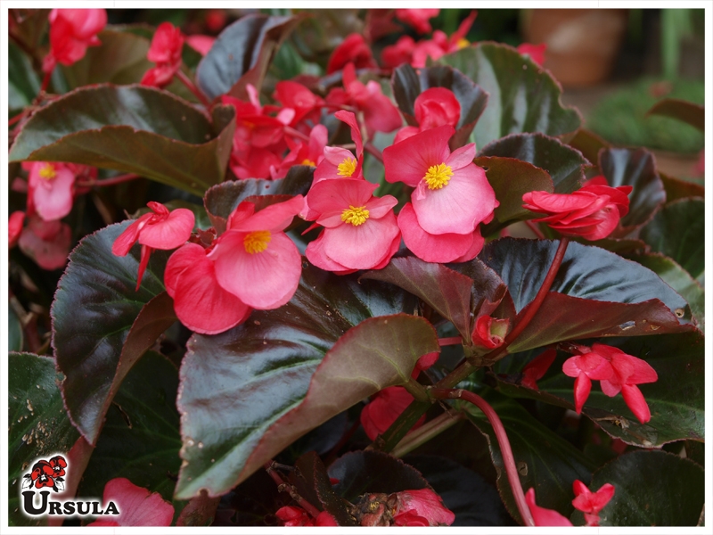 Úrsula - Gartencenter - Produtos - Plantas Anuais - Begonia - Begônia  gigante folha escura rosa