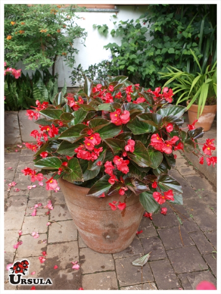 Úrsula - Gartencenter - Produtos - Plantas Anuais - Begonia - Begônia  gigante folha escura vermelha