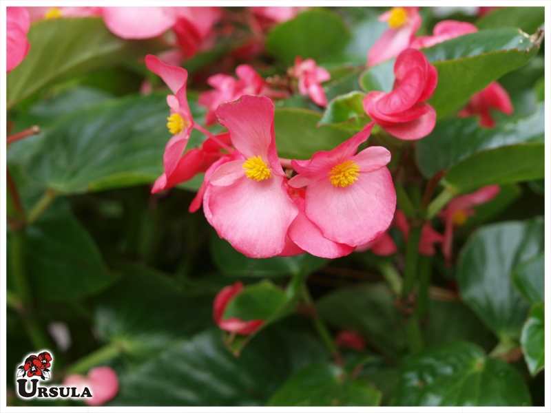 Úrsula - Gartencenter - Produtos - Plantas Anuais - Begonia - Begônia  gigante folha verde rosa