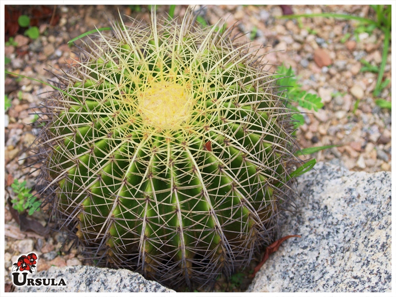 Úrsula - Gartencenter - Produtos - Suculentas - Cactus - Cacto bola