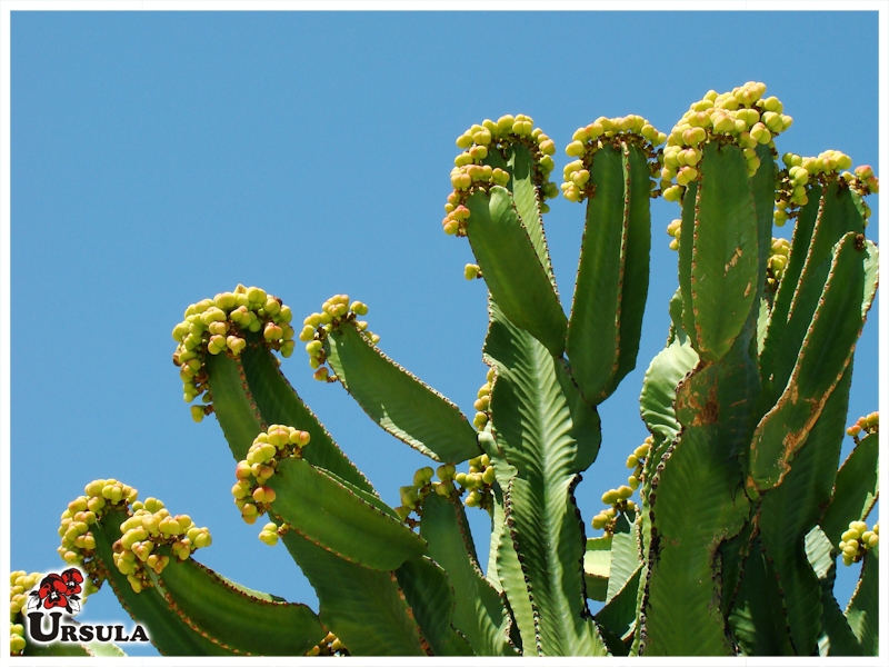Úrsula - Gartencenter - Produtos - Suculentas - Cactus - Cacto candelabro