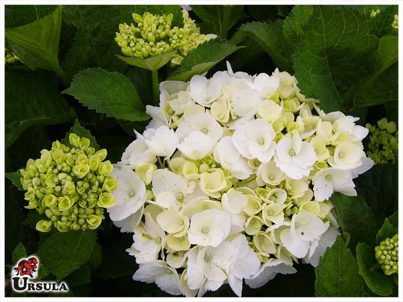 Úrsula - Gartencenter - Produtos - Arbustos - Hortensia - Hortensia branca