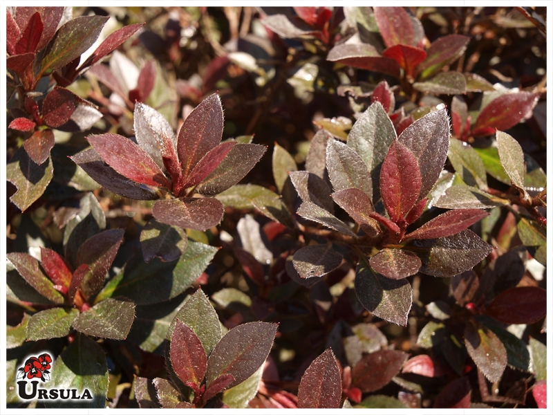 Úrsula - Gartencenter - Produtos - Arbustos - Azaleia - Azaleia folha  escura vermelha