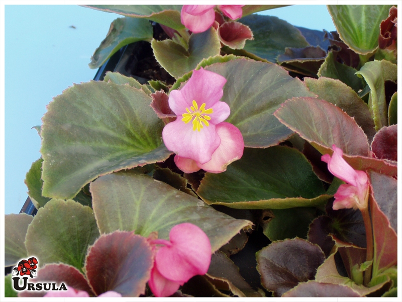 Úrsula - Gartencenter - Produtos - Plantas Anuais - Begonia - Begonia rosa  de folha escura