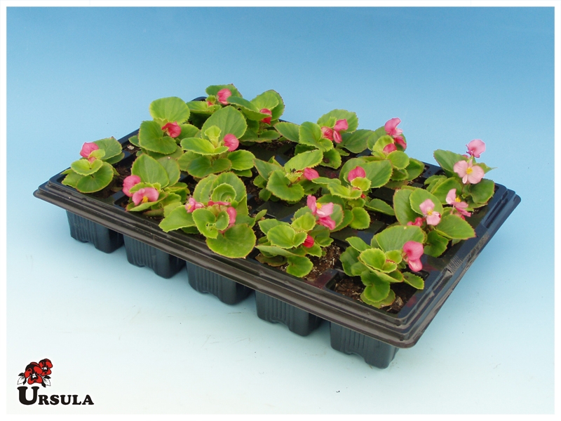 Úrsula - Gartencenter - Produtos - Plantas Anuais - Begonia - Begonia rosa  de folha verde
