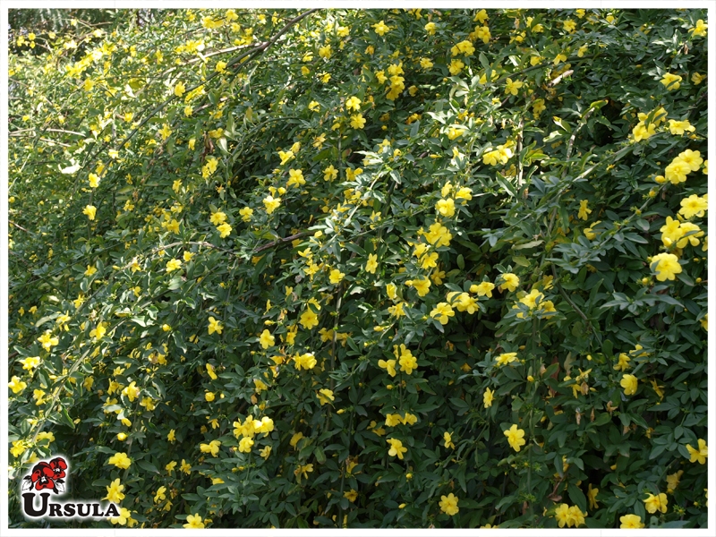 Úrsula - Atacado - Produtos - Arbustos - Jasmim Amarelo - Jasmim amarelo