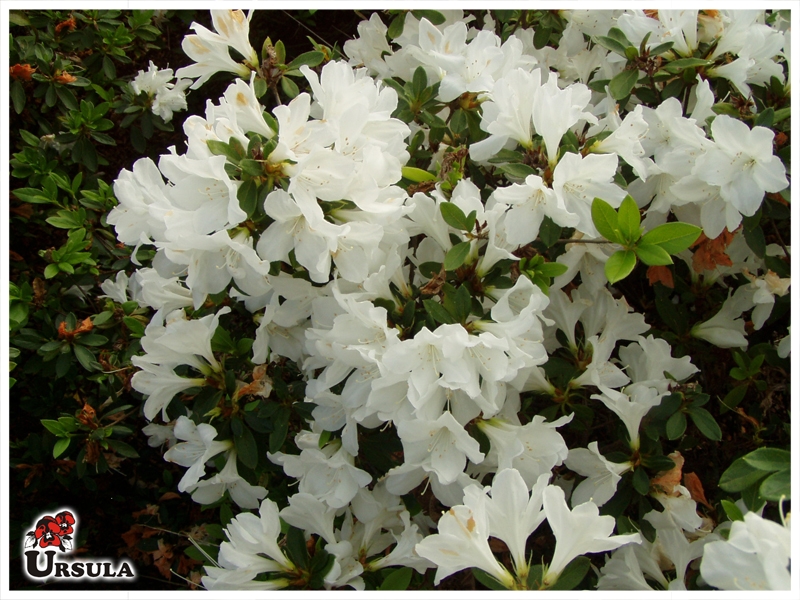 Úrsula - Gartencenter - Produtos - Arbustos - Azaleia - Azaleia branca miúda