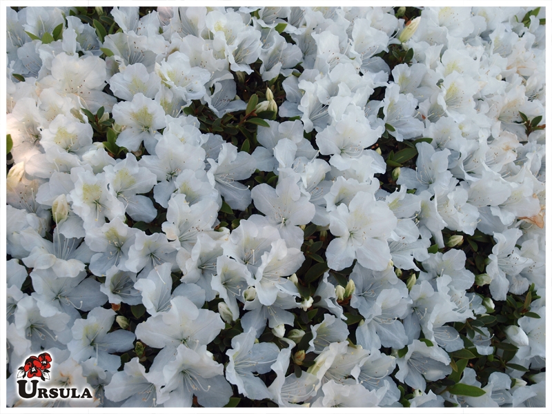 Úrsula - Gartencenter - Produtos - Arbustos - Azaleia - Azaleia branca