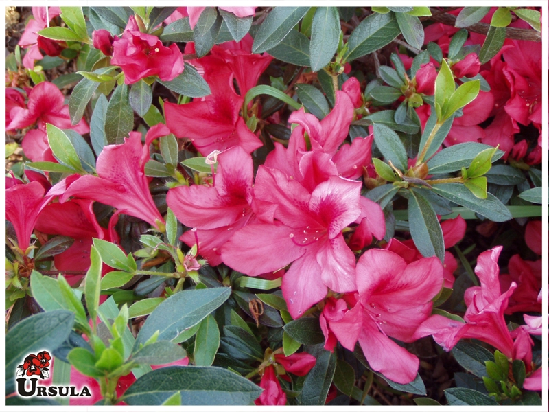 Úrsula - Gartencenter - Produtos - Arbustos - Azaleia - Azaleia vermelha  baixa