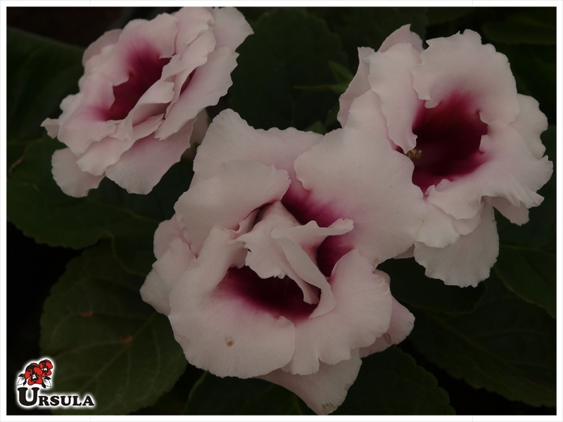 Úrsula - Gartencenter - Produtos - Flor em vaso - Gloxinia - Gloxinia  dobrada, Sinos de Natal