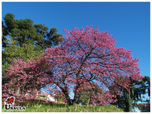 Cereja japonesa rosa escura