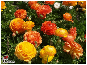 RANUNCULUS