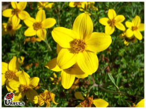 Bidens amarelo