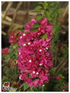 Trs Maria pixie pink