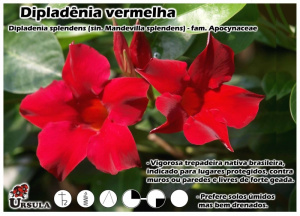 DIPLADENIA VERMELHA