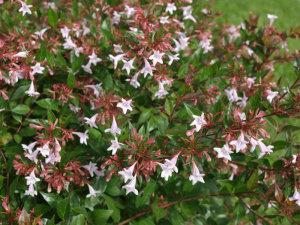 Ablia grandiflora compacta