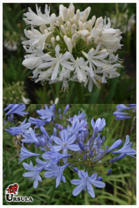 Agapanthus