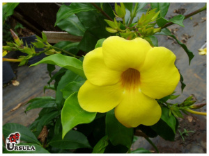 Alamanda amarela