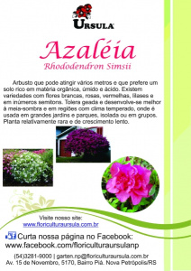Azaleia