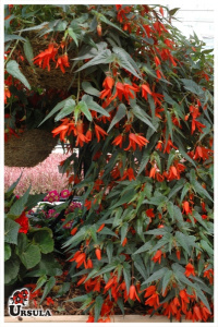 Begonia Santa Cruz