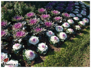 Repolhos ornamentais