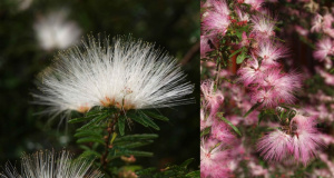 Calliandra brevipes
