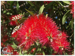 Calistemon imperialis